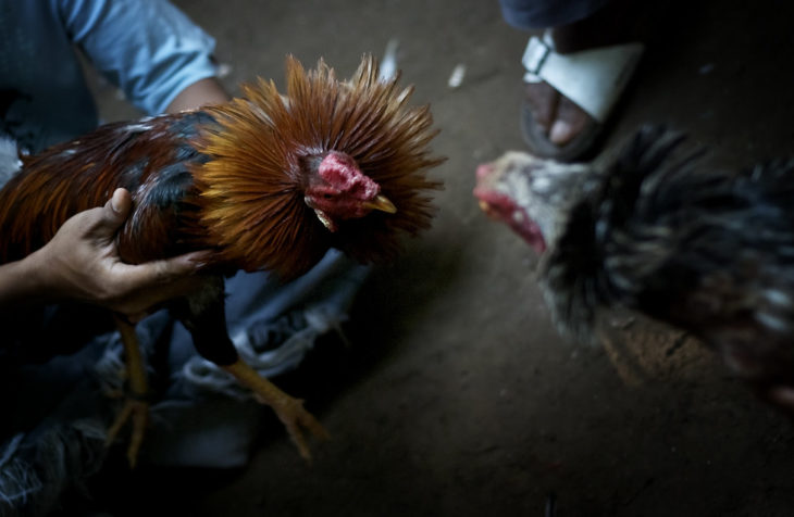 Beberapa Hal yang Perlu Dimengerti Penjudi Sabung Ayam