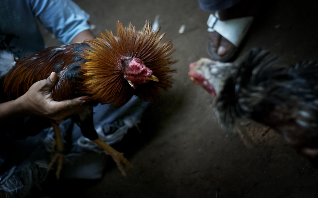 Beberapa Hal yang Perlu Dimengerti Penjudi Sabung Ayam